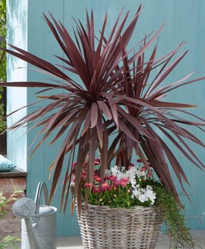 Pair of Cordyline australis Red Star