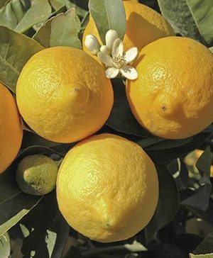 Pair of Large Lemon Trees