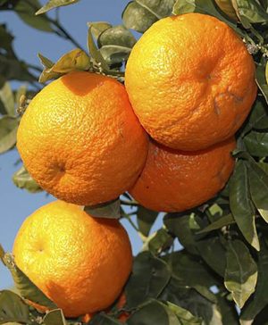 Pair of Large Orange Trees