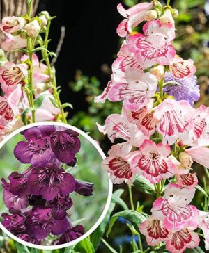 Pair of Penstemon hartwegii