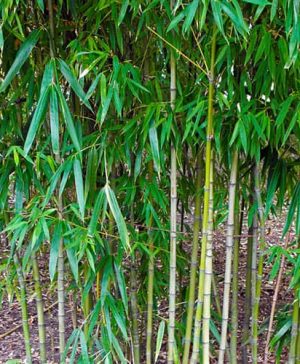 Pair of Pseudosasa japonica (Arrow bamboo)