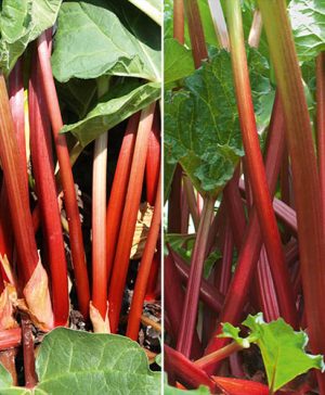 Pair of Rhubarb Sanvitos