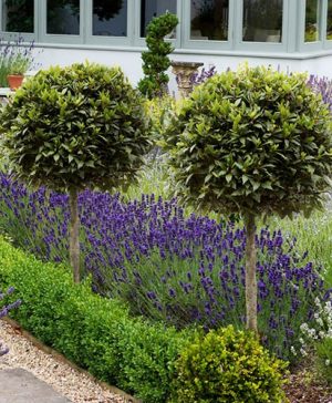 Pair of Standard Bay Trees