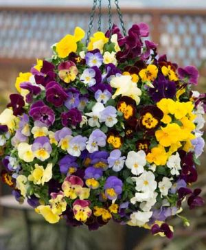 Pansy Cascadia XL Trailing