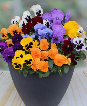 Pansy Colourburst