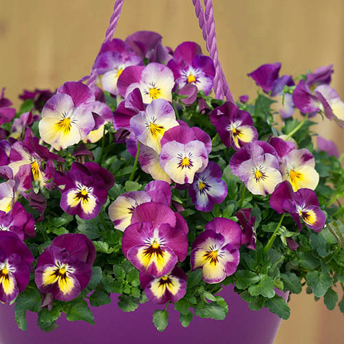 Pansy Cool Wave Raspberry Swirl Mix Hanging Baskets