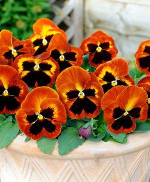 Pansy Firecracker