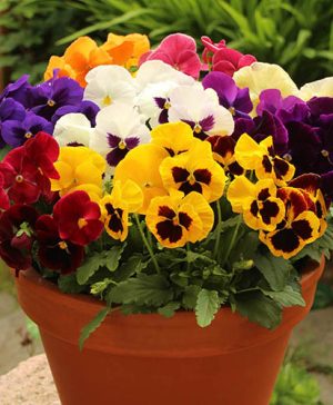 Pansy Grande Fragrance