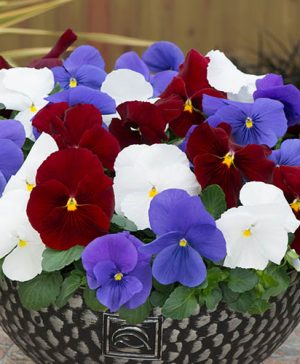Pansy Matrix Britannia Mix