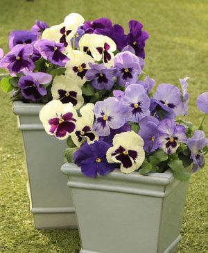 Pansy Oceana