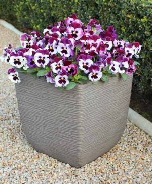 Pansy Ruffles Raspberry Mix