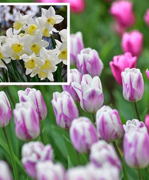 Parisian Dream Collection