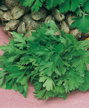 Parsley Giant of Italy Seeds