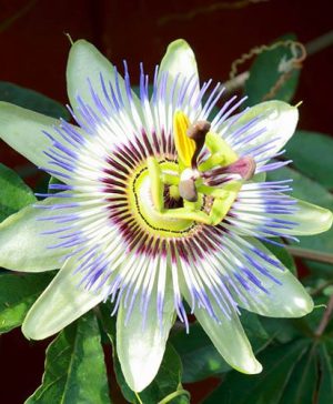 Passion Flower - Passiflora caerulea