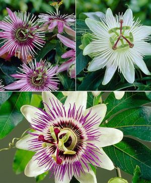 Passion Flower&nbsp;Collection