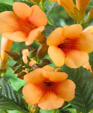 Patio Campsis Orange Trumpet