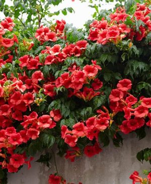 Patio Campsis Red Trumpet