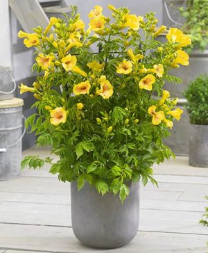 Patio Campsis Yellow Trumpet