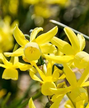 Patio Daffodil Narcissus Hawera