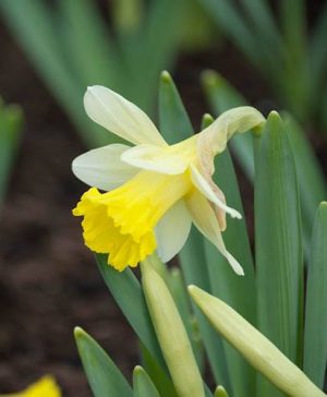 Patio Daffodil Narcissus Topolino