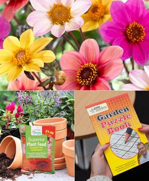Patio Dahlia Mix Plus Fertiliser & Puzzle Book