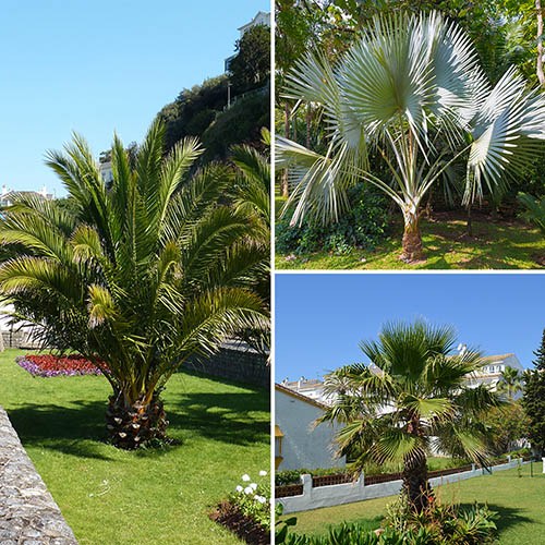 Patio Palm Collection