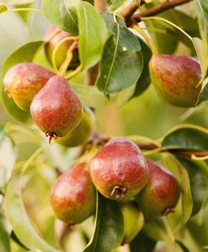 Patio Pear Williams Tree