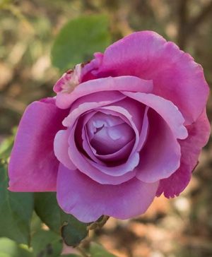 Patio Rose Harry Edland