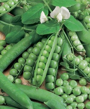 Pea (Maincrop) Ambassador