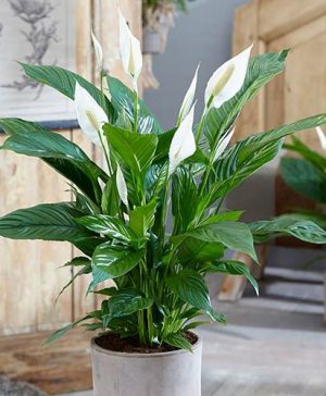 Peace Lily Spathiphyllum Sweet Silver