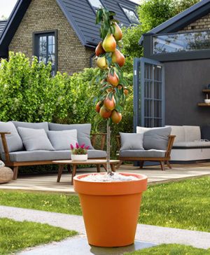 Pear Decora Columnar