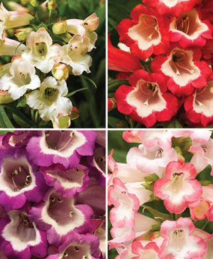 Penstemon Arabesque Series