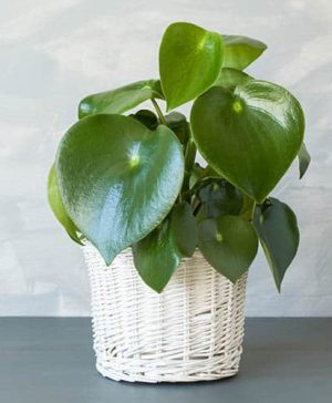 Peperomia Raindrop Feel Green