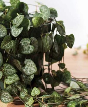 Peperomia prostrata (Ceropegia Woodii)