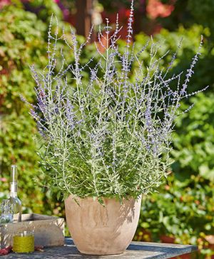 Perovskia atriplicifolia Blue Spire