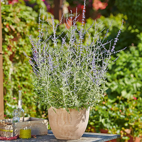 Perovskia atriplicifolia Blue Spire