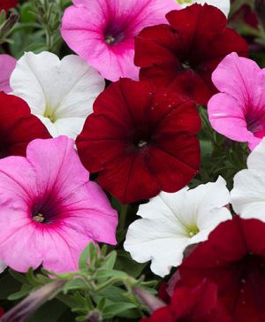 Petunia EasyWave Sweetheart Mix
