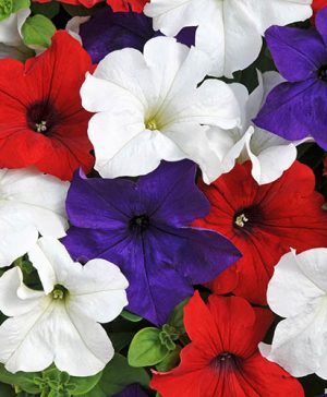 Petunia Frenzy Patriotic Mix