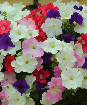 Petunia Grand Prix