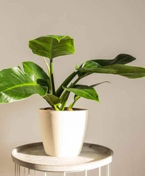 Philodendron Imperial Green