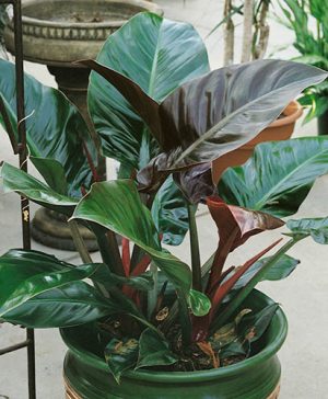 Philodendron Imperial Red