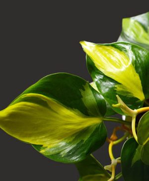 Philodendron Scandens Brasil