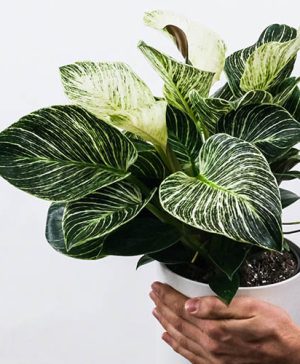 Philodendron White Wave