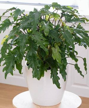 Philodendron Xanadu