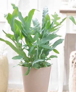 Phlebodium Blue Star (Bears Paw Fern)