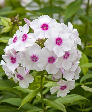 Phlox paniculata Europa