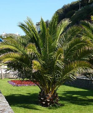Phoenix canariensis Canary Island Date Palm