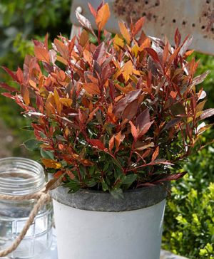 Photinia Chico