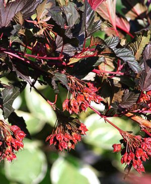 Physocarpus opulifolius Diabolo