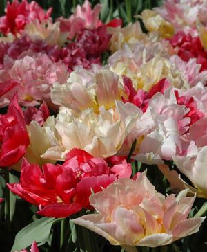 Picture Perfect Double Flowered Tulips